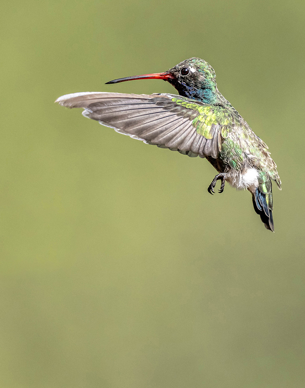 broadbill hummingbird bow low res