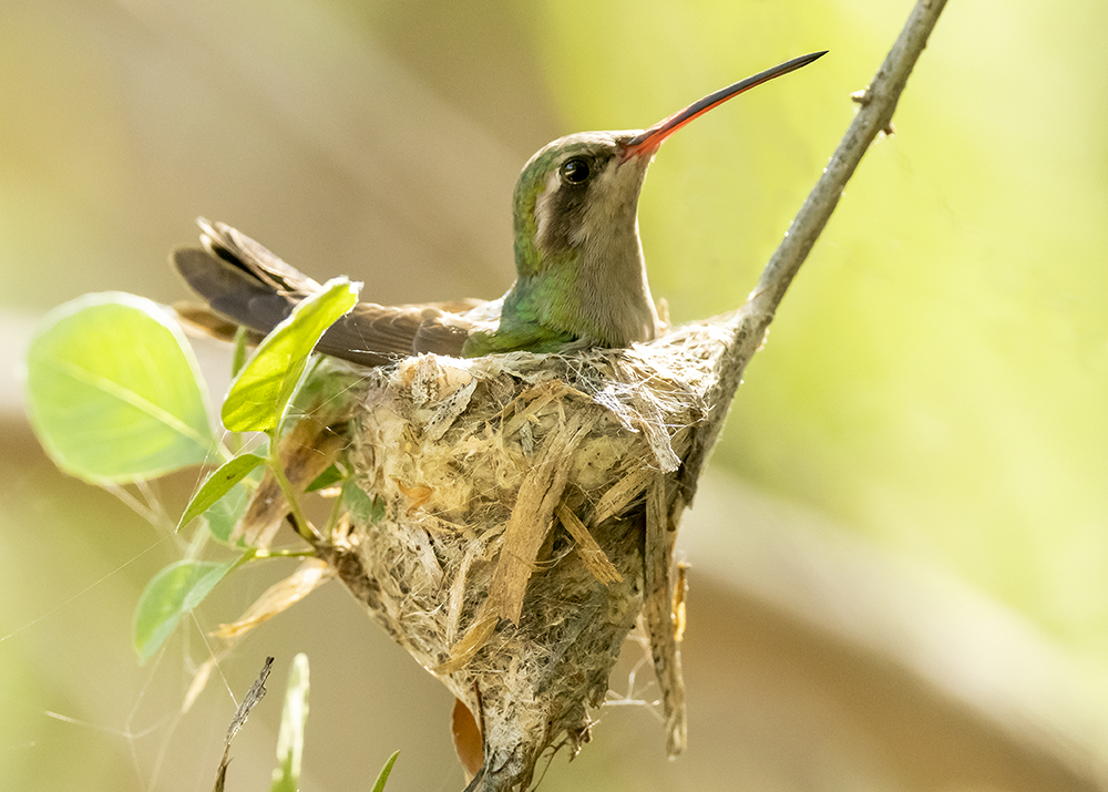 broadbill hummingbird on nest2 low res