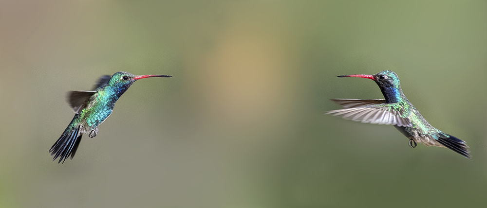 broadbill hummingbirds low res