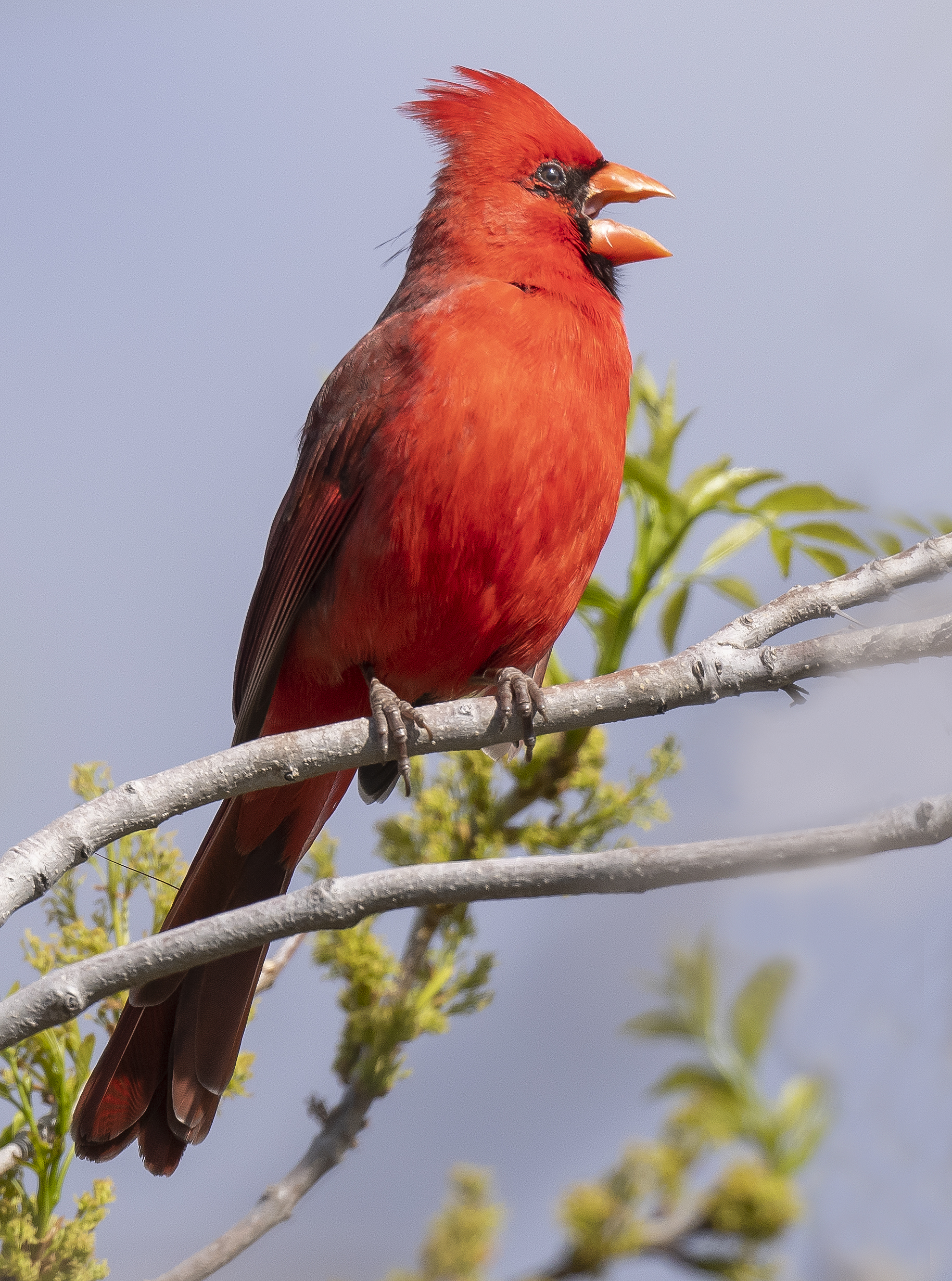 cardinal