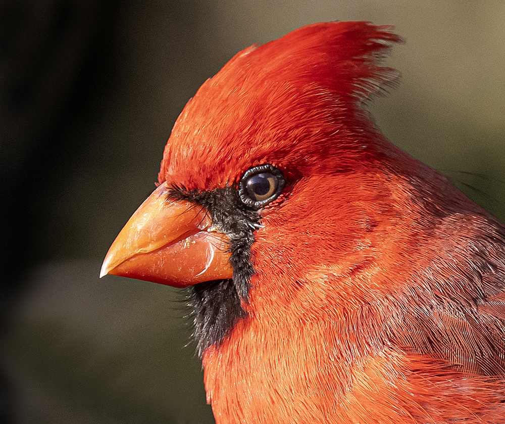 cardinal portrait low res