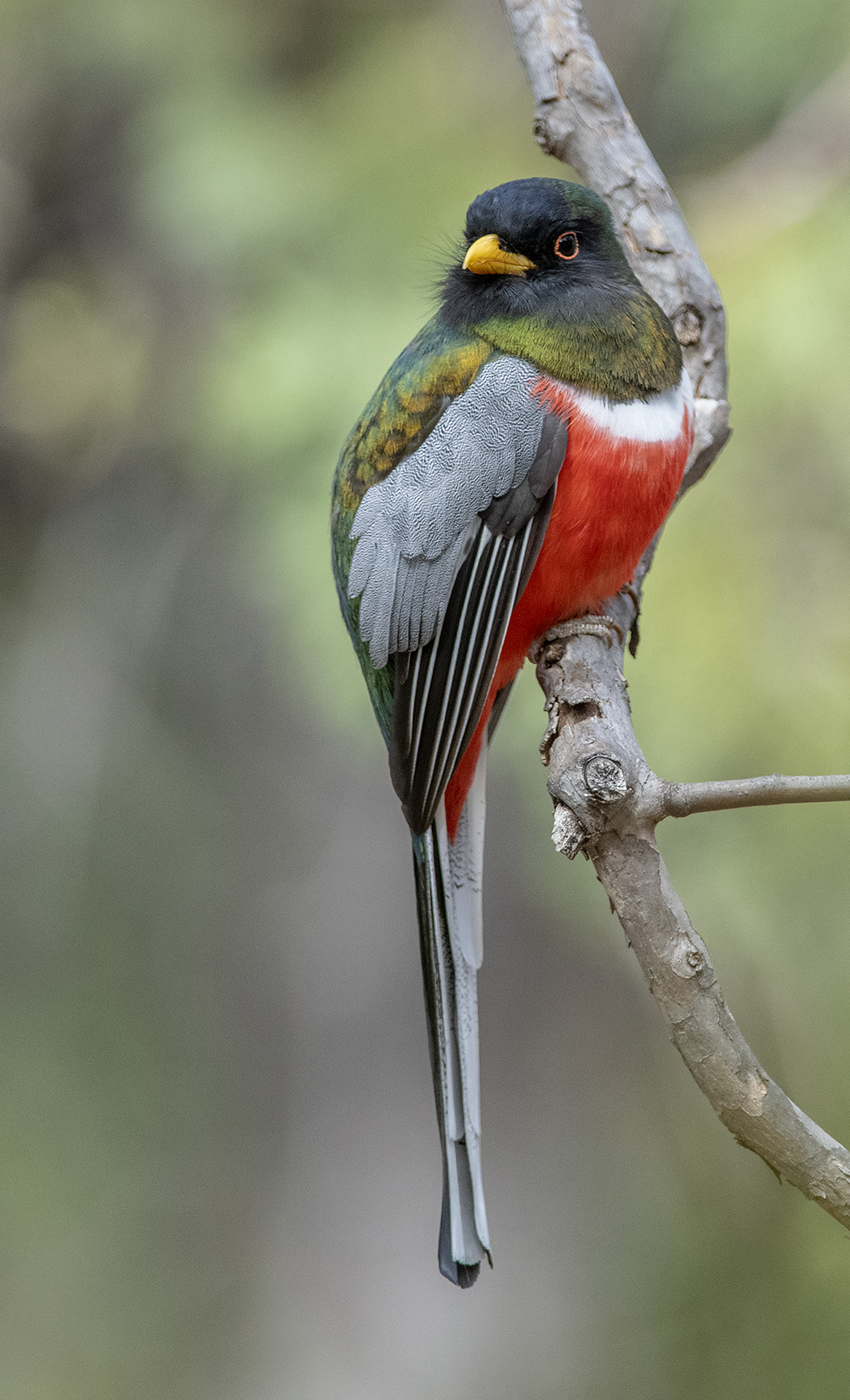 elegant trogon 2 low res