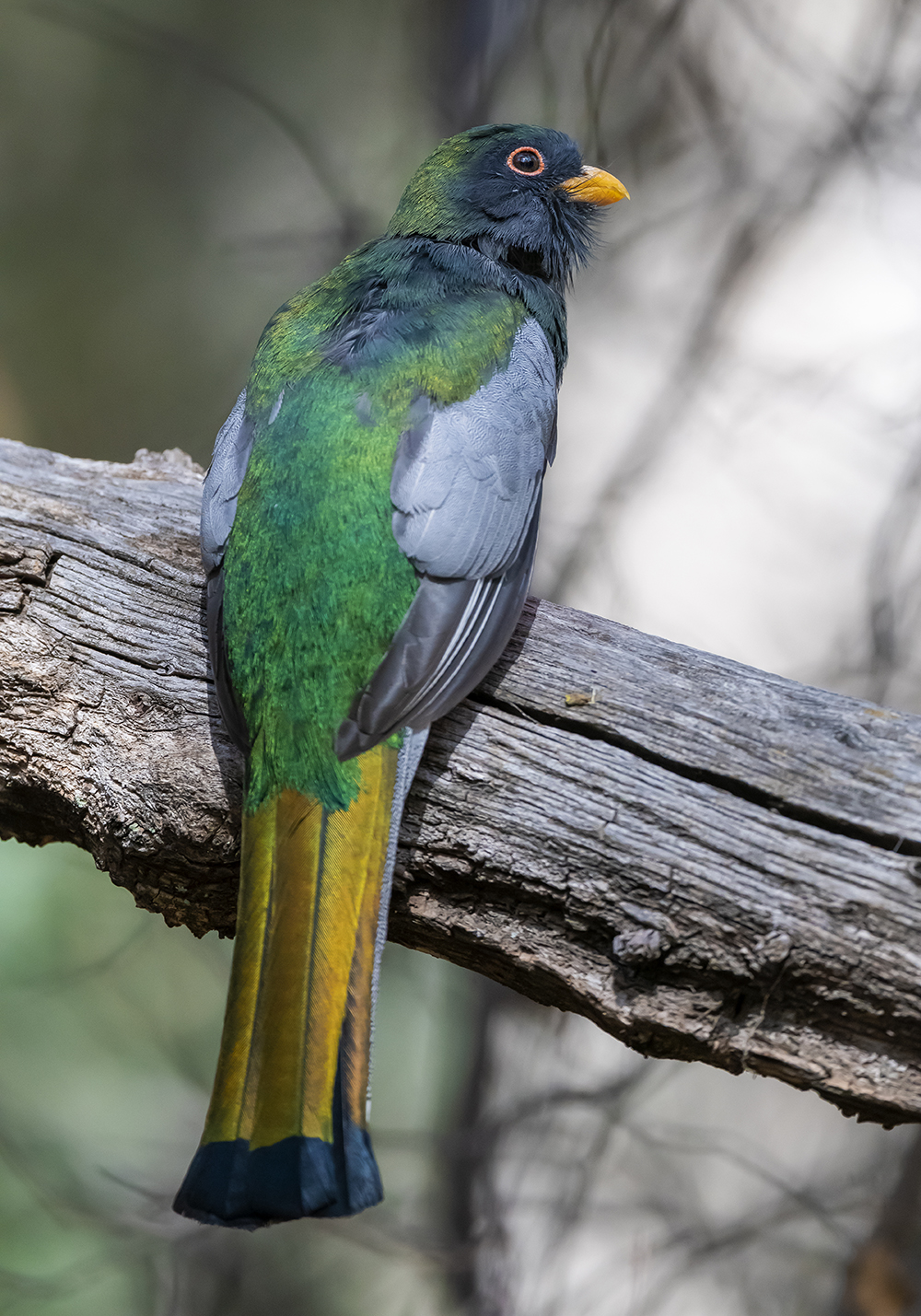 elegant trogon back low res m