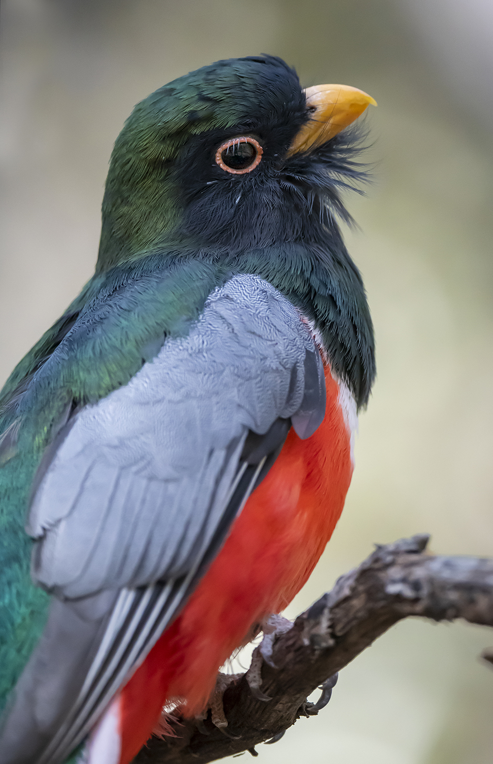 elegant trogon portrait low res m