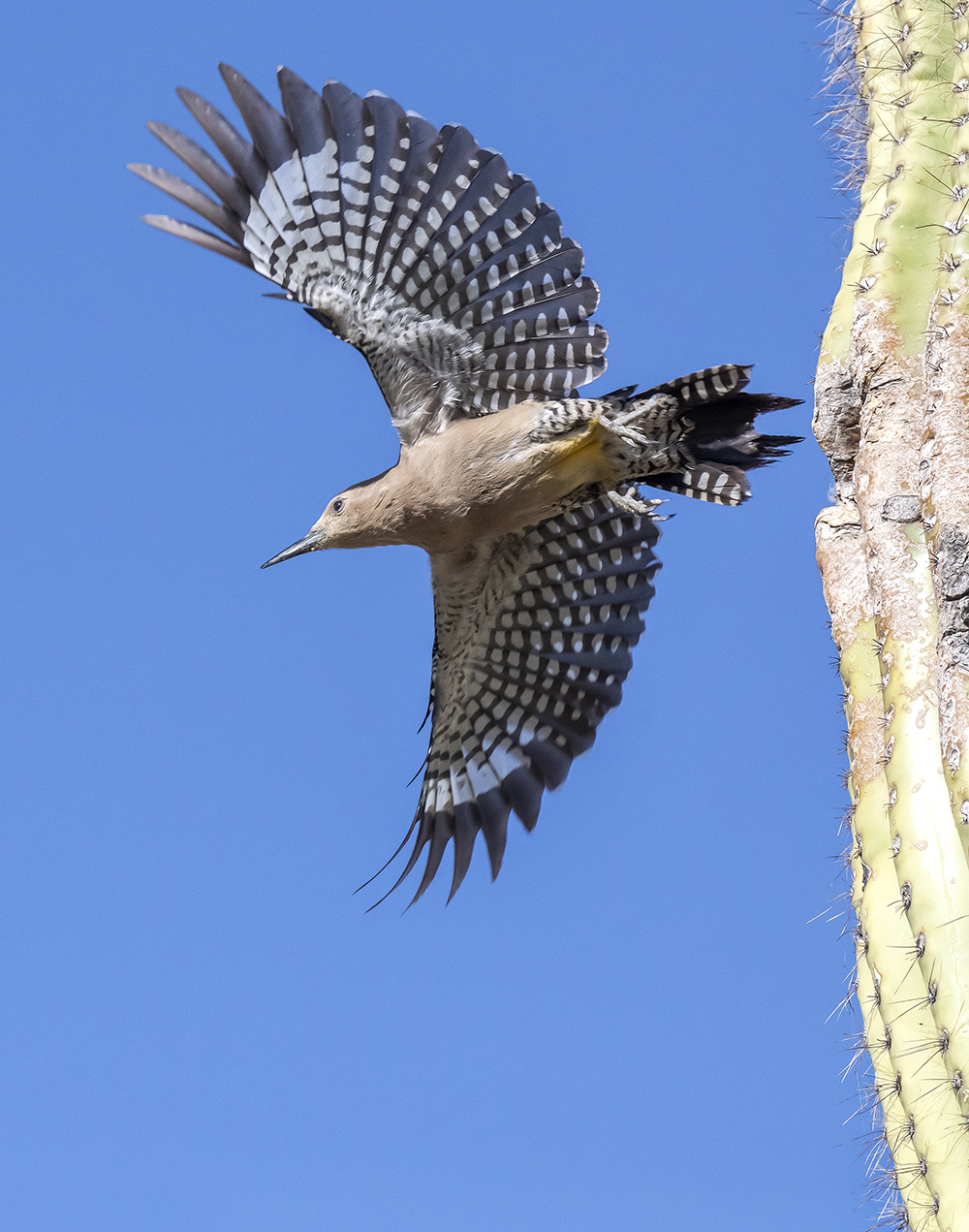 gila woodpecker in flight4 low res