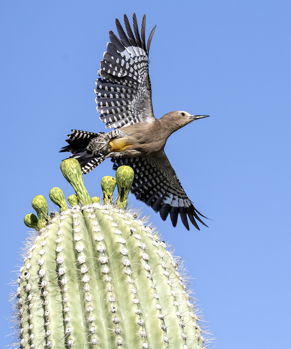 gila woodpecker in flight9 low res