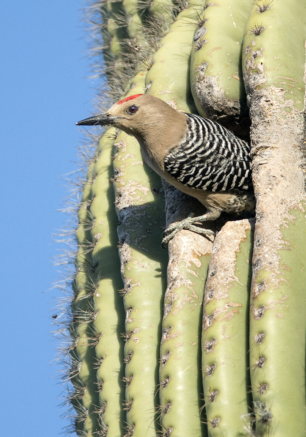 gila woodpecker male 13 low res