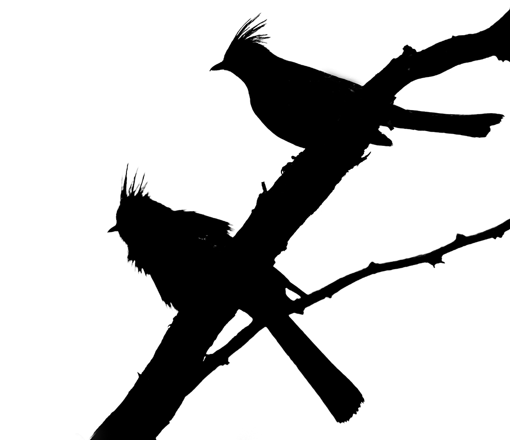 painopepla bw low res