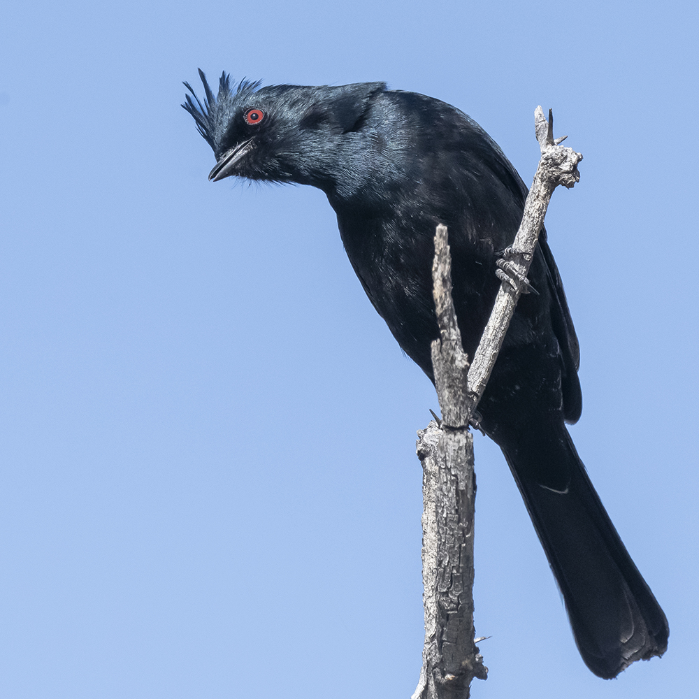 phainopepla2a low res