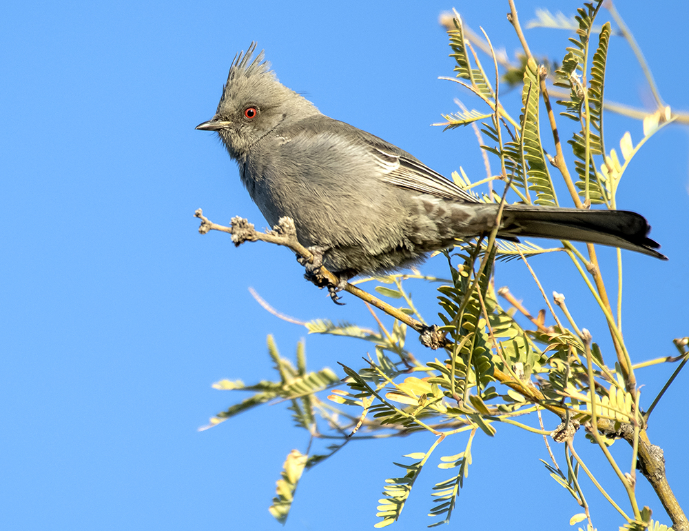 phainopepla female low res
