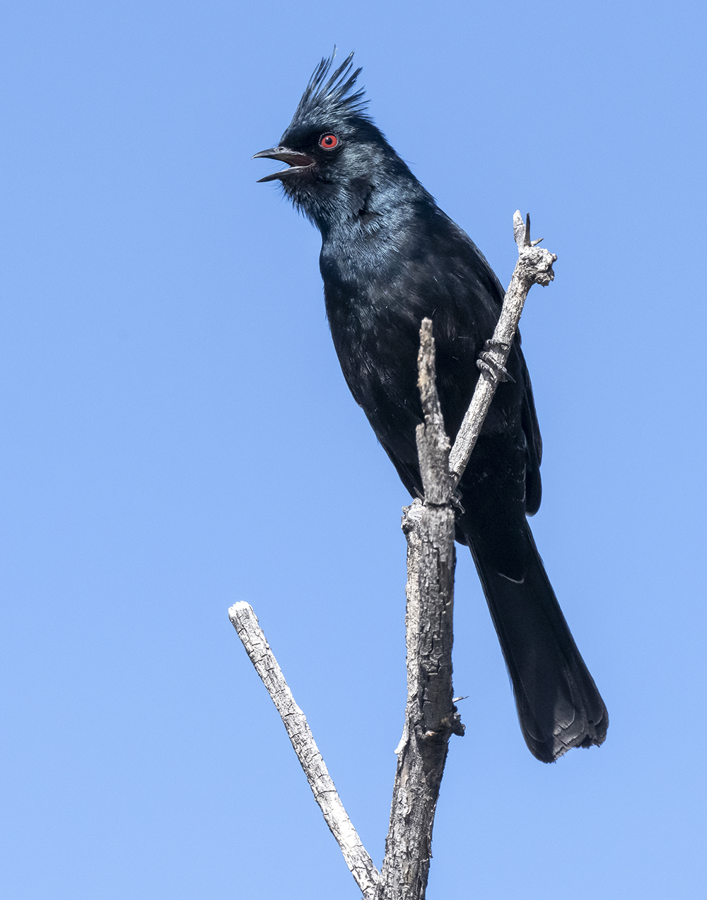 phainopepla low res s