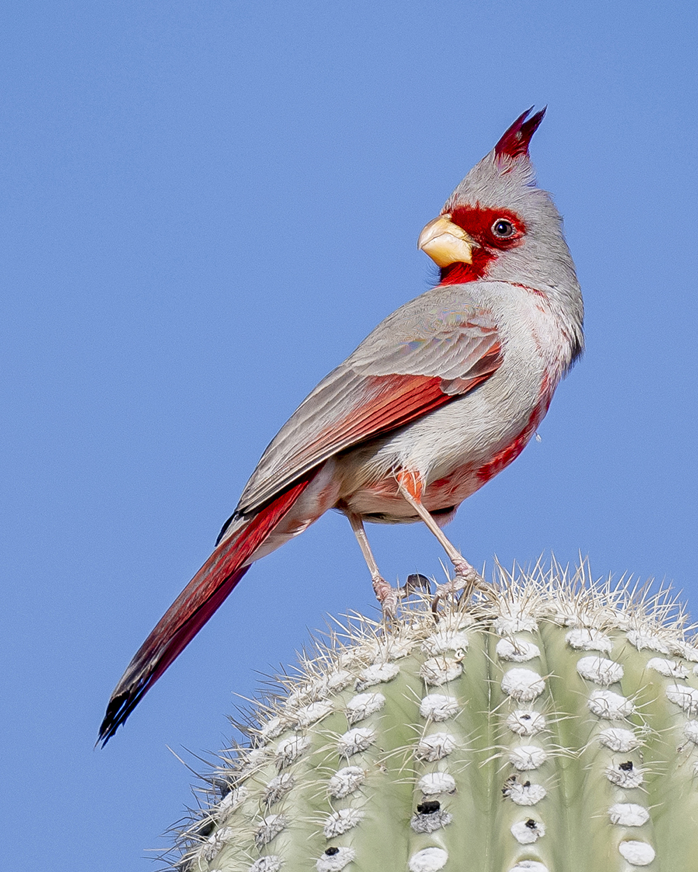 pyrrhuloxia2alow res
