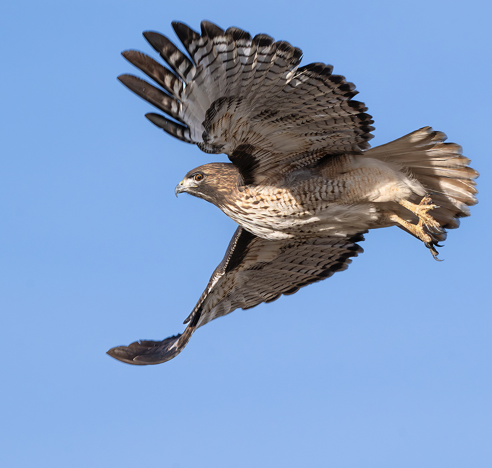 red-tailed hawk
