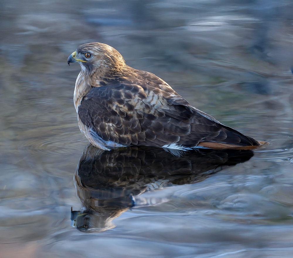 red-tailed hawk