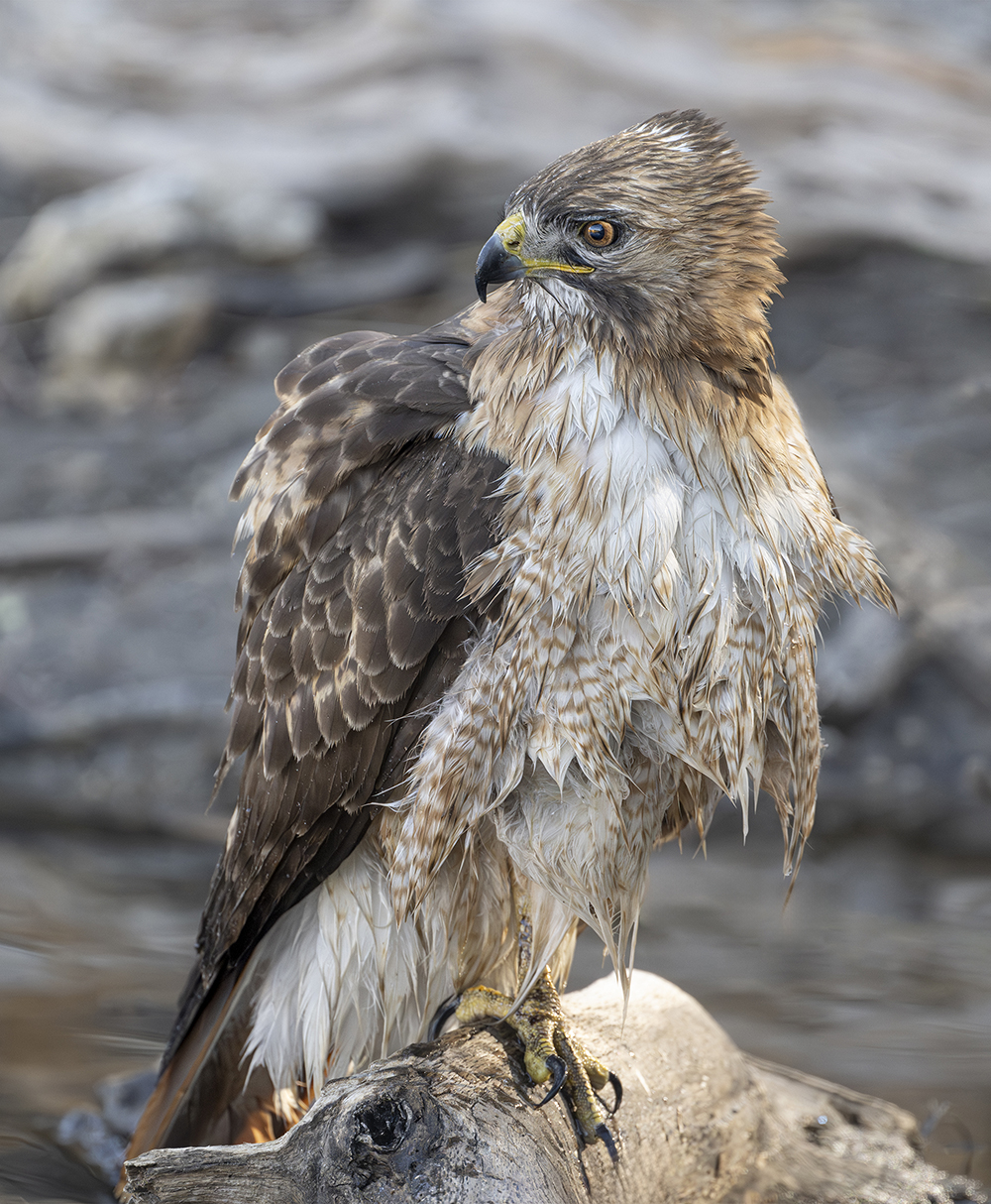 red-tailed hawk