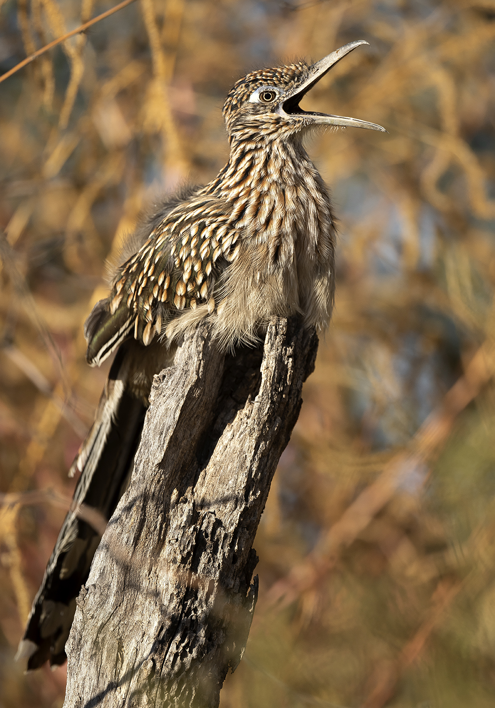 road runner2 low res