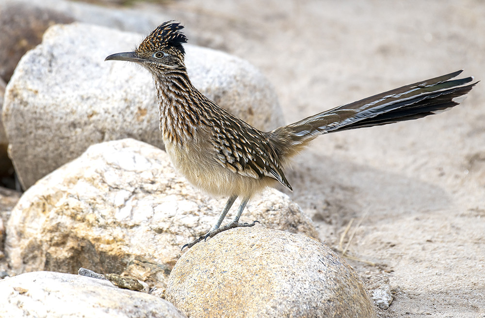 roadrunner3 low res