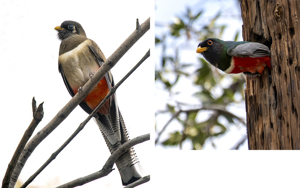 trogon femalenest