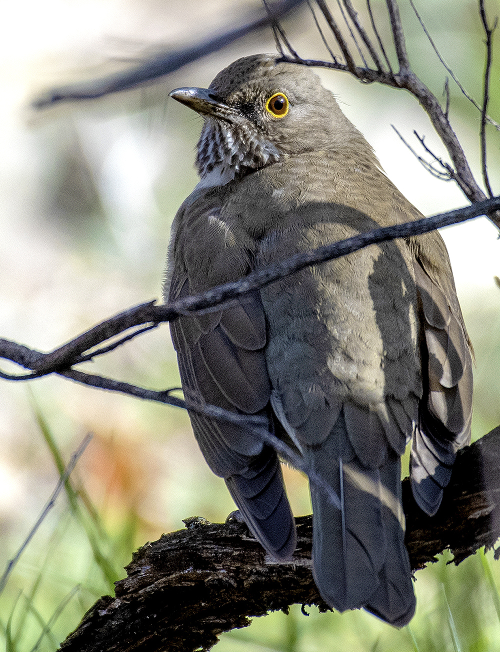 white throated thrush2 low res